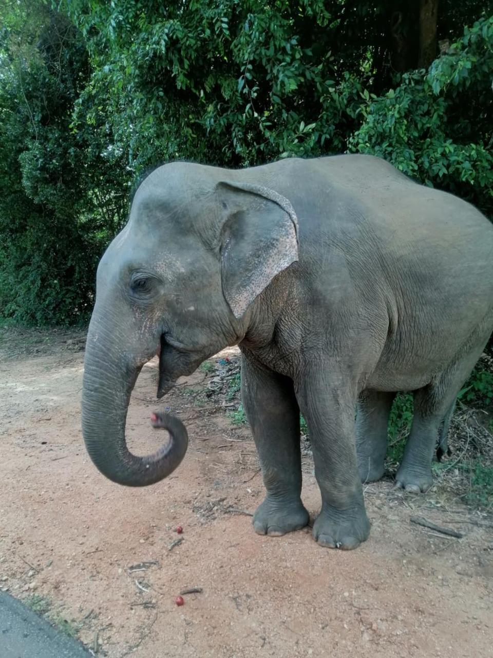 Sigiriya Rastha Hostel Luaran gambar